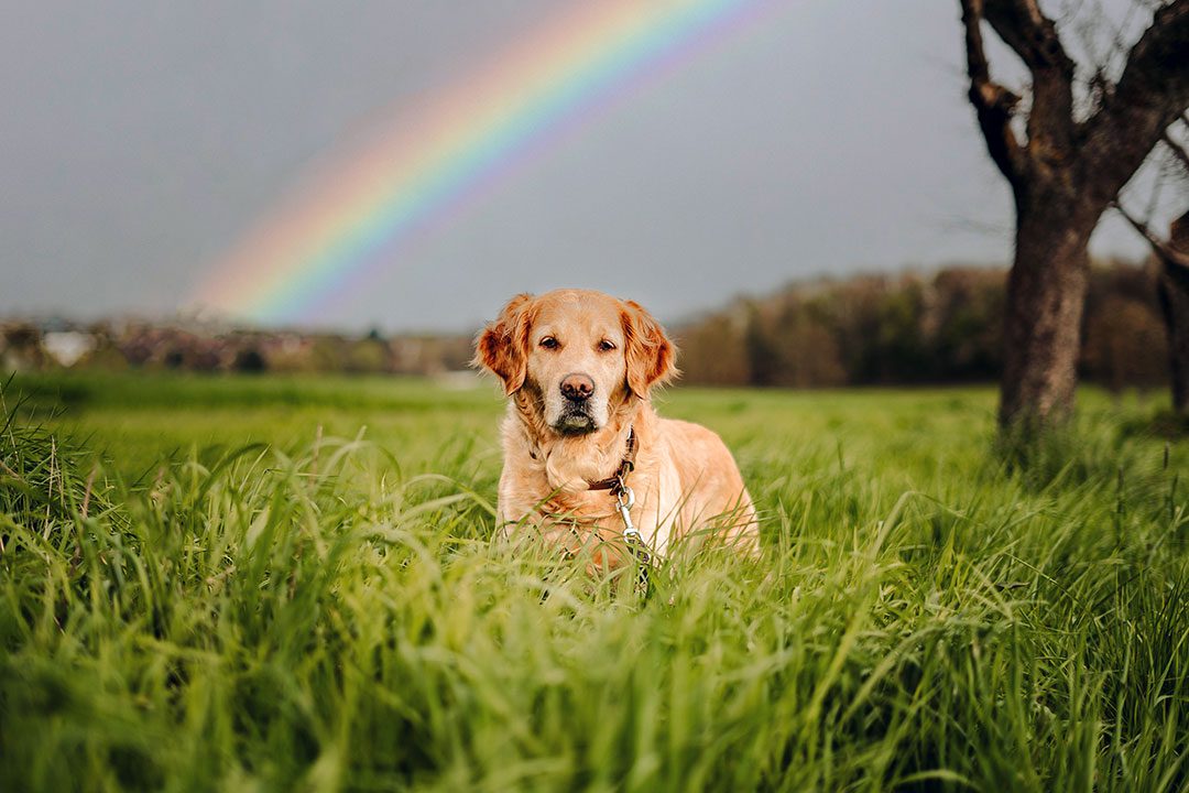 dog in a field with a rainbow in the background