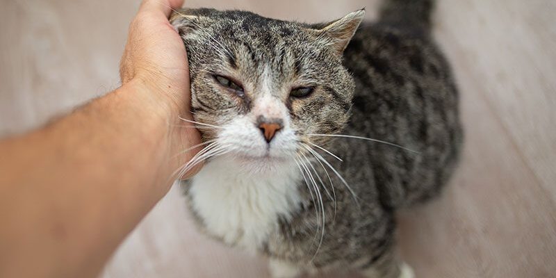 Man Petting Old Cat